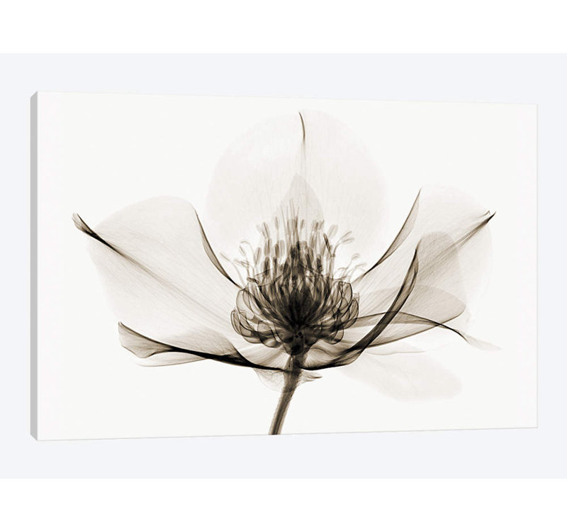 Robert Coop - Wrapped Canvas Print, 66.04 cm H x 45.72 cm W x 1.91 cm D
