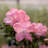 1 Gallon Autumn Debutante Encore Azalea - Reblooming Evergreen Shrub with Soft Pink Blooms
