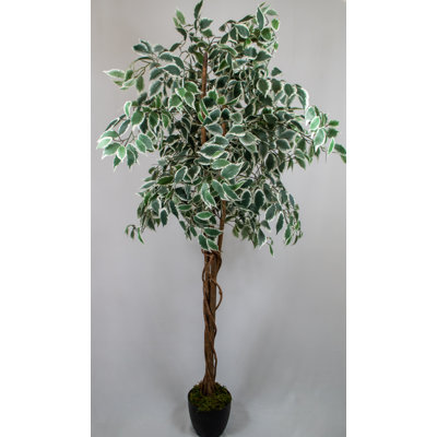 183cm Faux Ficus Tree Tree in Pot