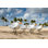 Terns Lined on Beach - Photographie sur toile tendue