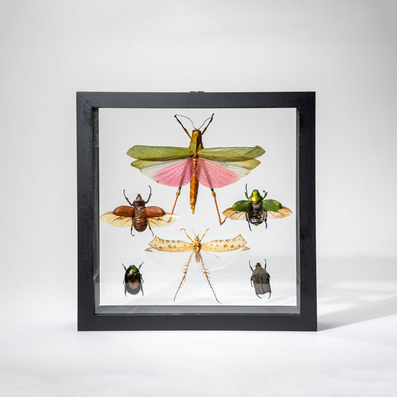 6 Genuine Insects In Display Frame