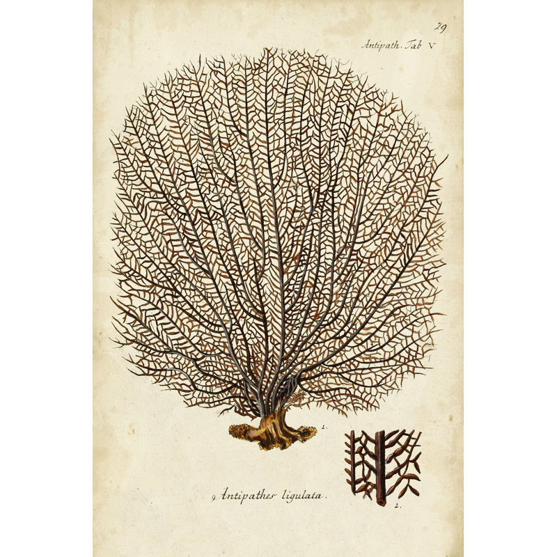 Esper Sea Fans I - Painting, 122 cm H x 81 cm W, Black Floater Framed
