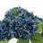 Hydrangea in Vase-1925525977
