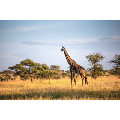 Giraffe In Serengeti National Park by Borchee - Wrapped Canvas Print