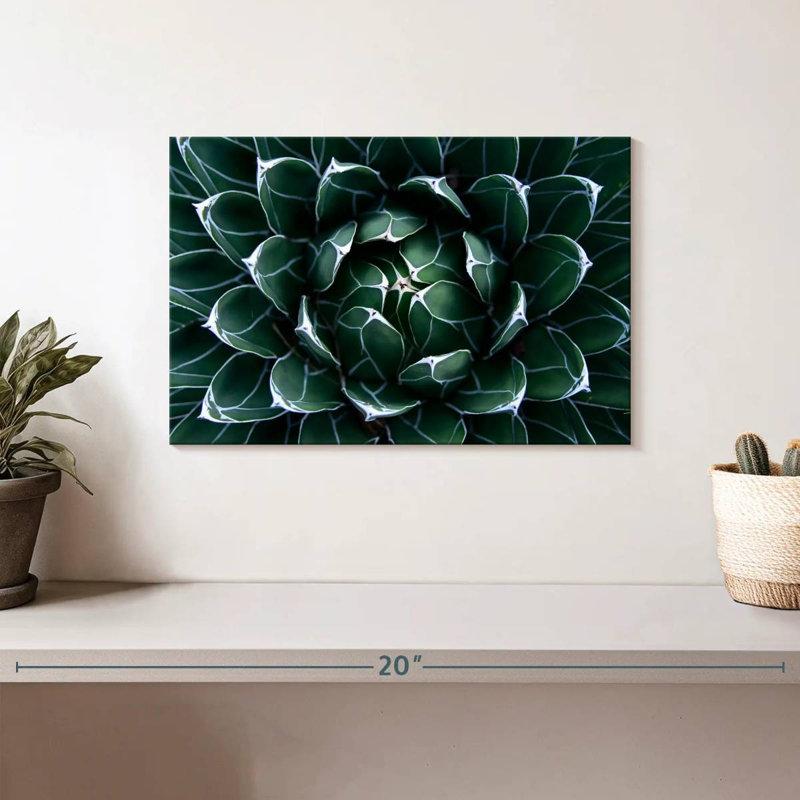 Agave Harnek Queen Victoria, H 8 po x l 12 po