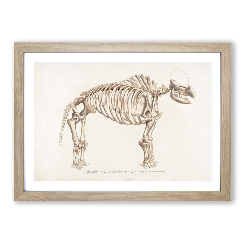 Mammoth Skeleton by Charles d' Orbigny - Picture Frame Graphic Art Print, 36cm H x 48cm W x 2cm D, Oak Framed