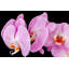 «Kerriana Lovely Orchids in the Rain», reproduction de photo sur toile tendue-624082864