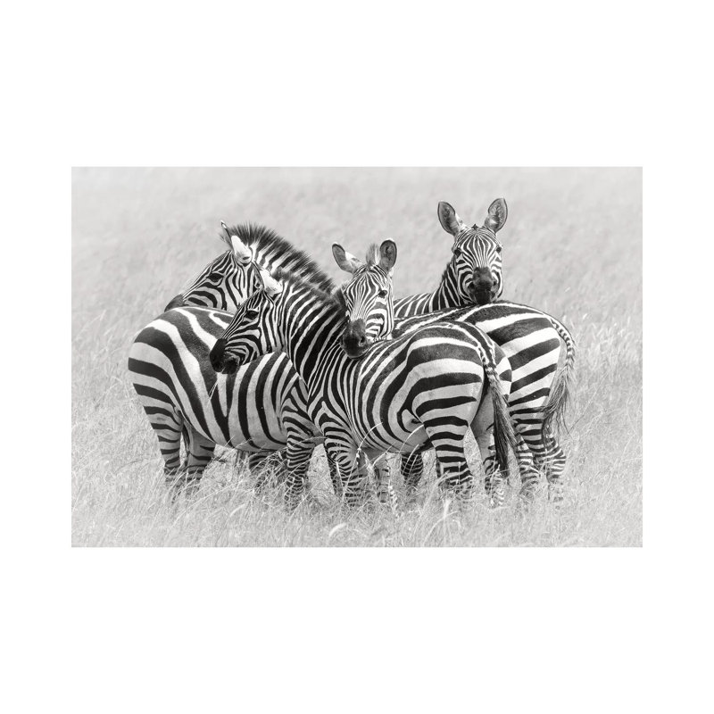 Zebras by Kirill Trubitsyn - Wrapped Canvas Print, 66.04 cm H x 45.72 cm W x 3.175 cm D