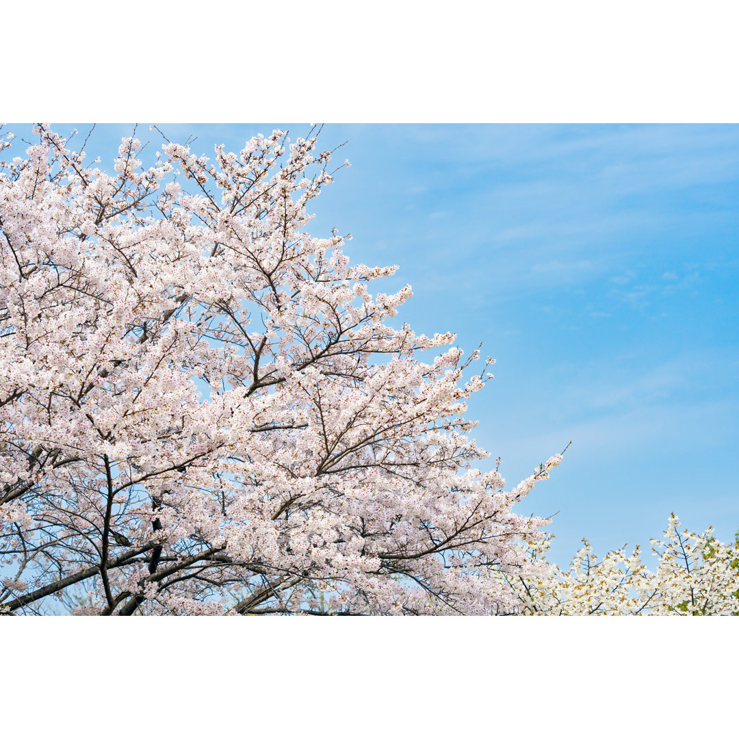 Schöne Kirschblüte von Wako Megumi - Druck