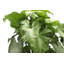 Live White Butterfly Plant in Classic Pot-49662073-114976336