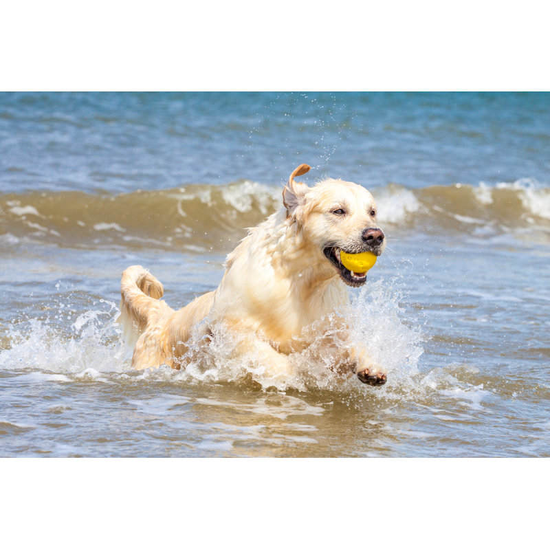 Golden Retrieverr - Wrapped Canvas Print, 30cm H x 46cm W x 3.8cm D