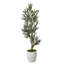 7.5' Olive Tree in White Hudson Planter