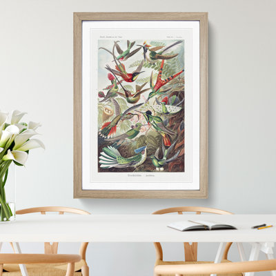 Study of Kingfisher Birds by Ernst Haeckel - Picture Frame Painting