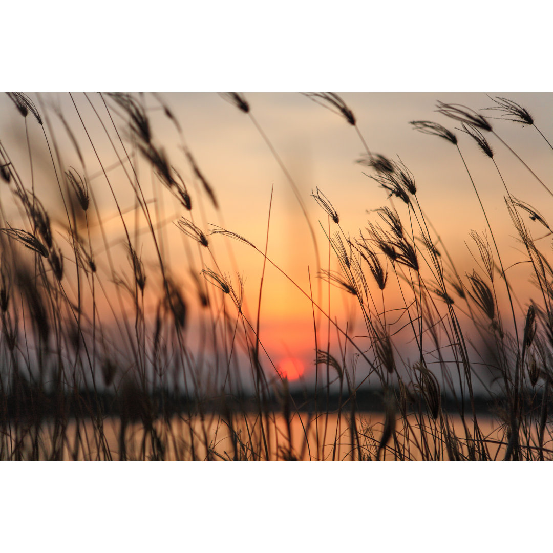 Leinwandbild Wildflower at Sunset