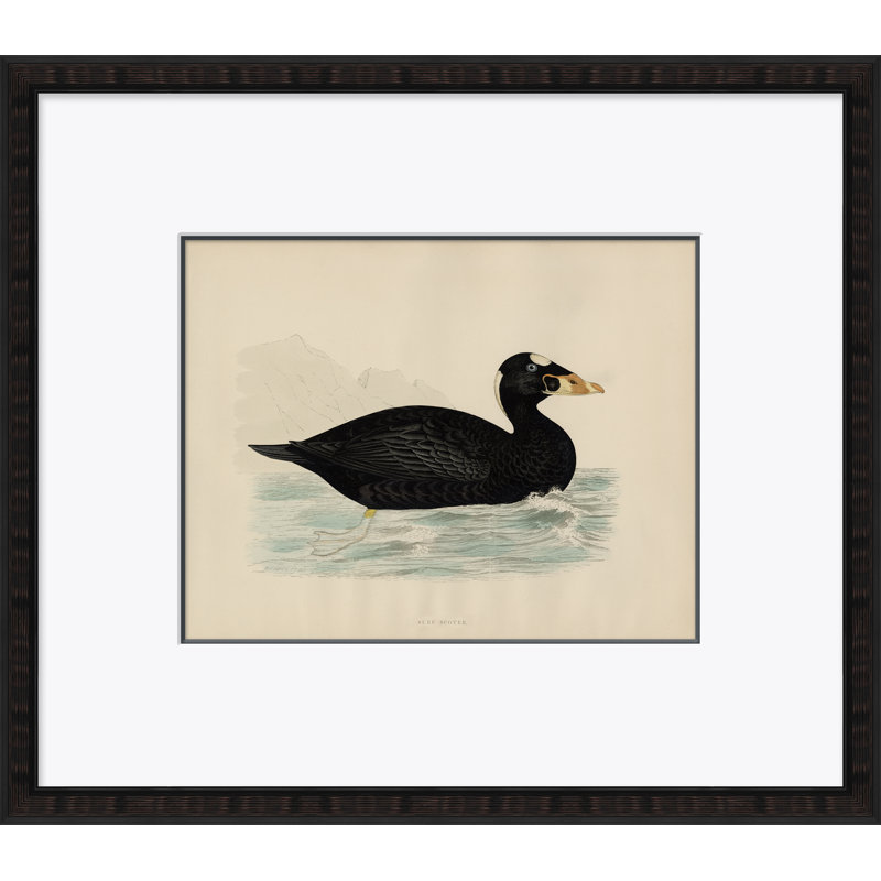«Duck Series: Surf Scoter» par Paul Cezanne - cadre photo, impression sur papier