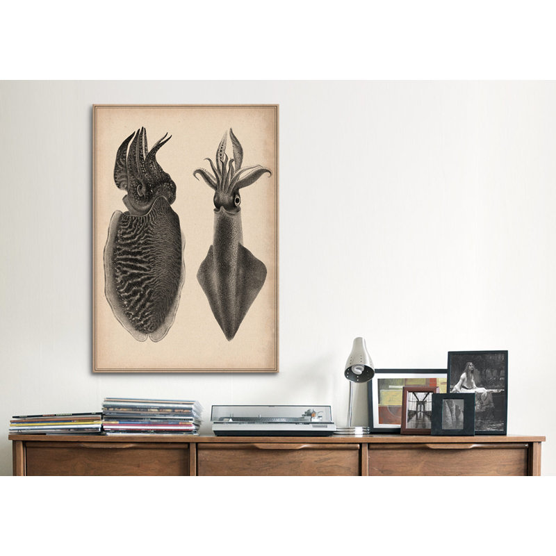 « animal octopus squid scientific », impression sur toile, H 60 po x l 40po x P 1,5 po, Aucun mat, Toile tendue