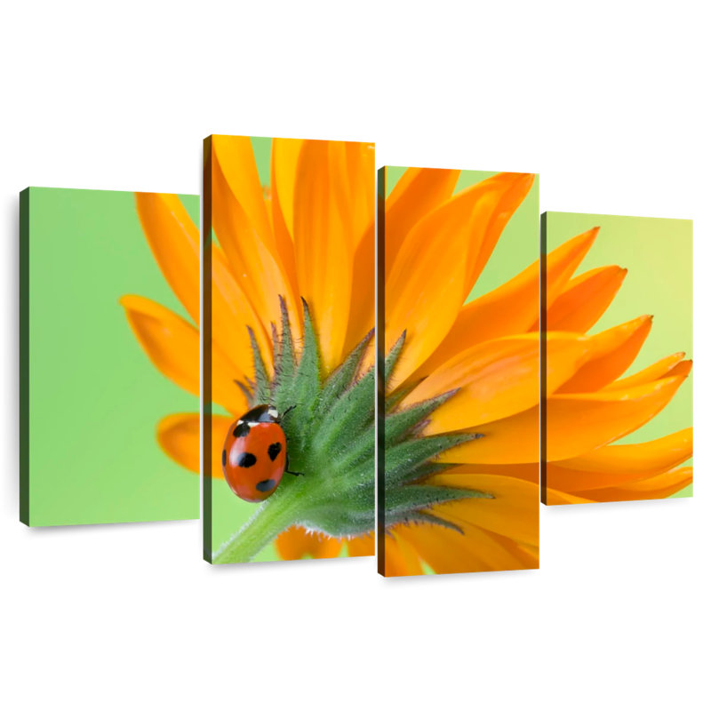 Fleur de coccinelle grimpante Harnek, H 48 po x l 75 po