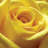 " Yellow Rose " by PhotoINC Studio-21488016-71512616