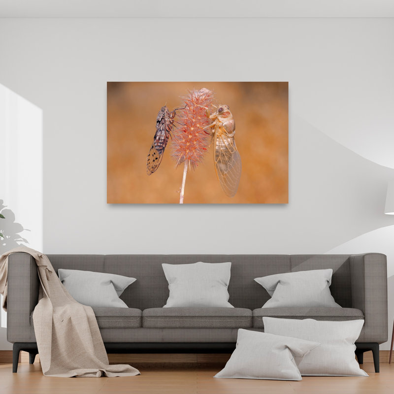 Cicada Emergence Delicate Contemporary Animal Nature Wall Art Print 1 Piece Wrapped Canvas Wall Art, 101.6cm H x 152.4cm W