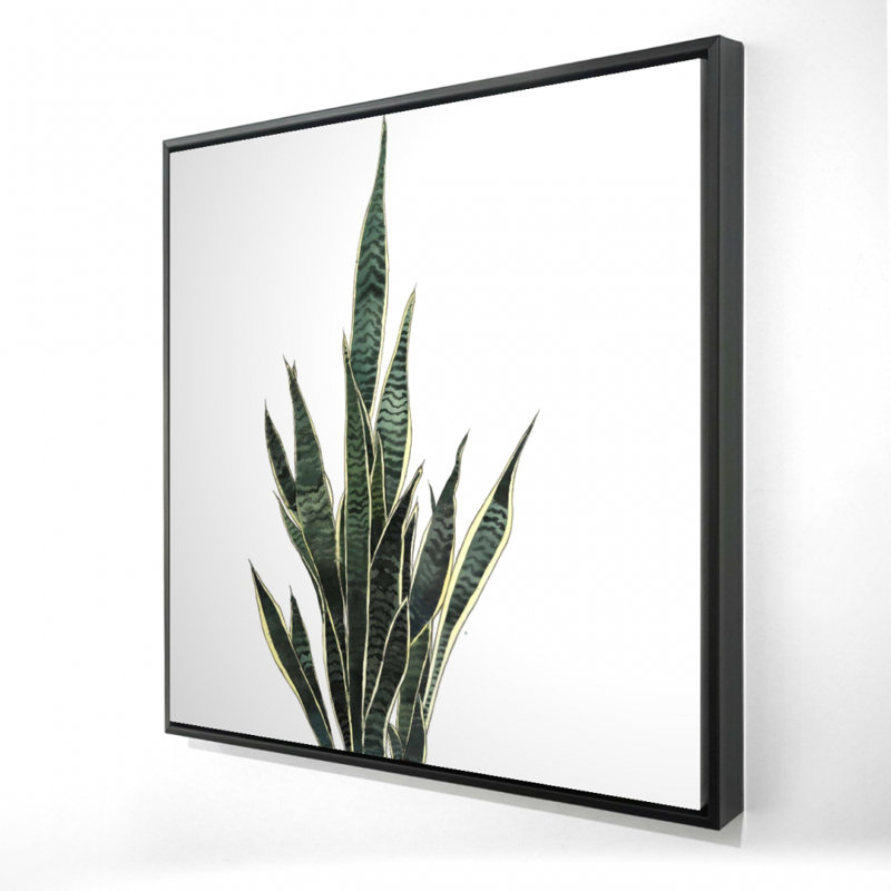 " Snake Plant "