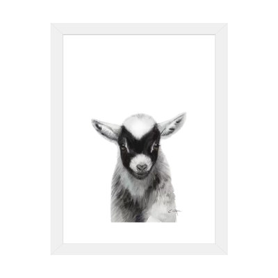 " Black Baby Goat "
