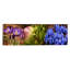 Détails de fleurs de crocus - Reproduction de photo panoramique non encadrée-19975594-71976600
