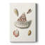 Pastel Knorr Shells VII - galerie Cavas sur mesure
