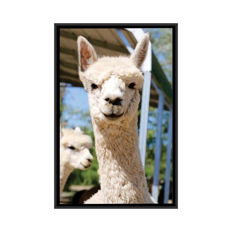 " White Alpaca With Friend " by Susan Vizvary, 48" H x 32" W x 1.5" D, Black Framed Canvas, No Matte