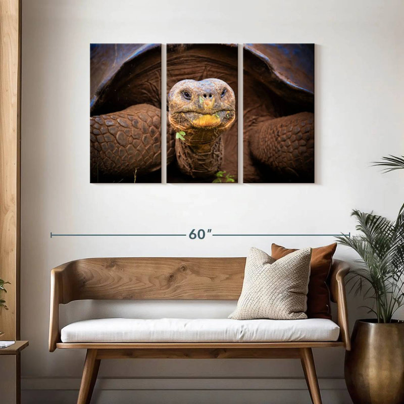 Brampt Galapagos Tortoise, 28" H x 45" W