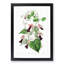Purple Bell Vine Flowers - Framed Print-55616524-55616525