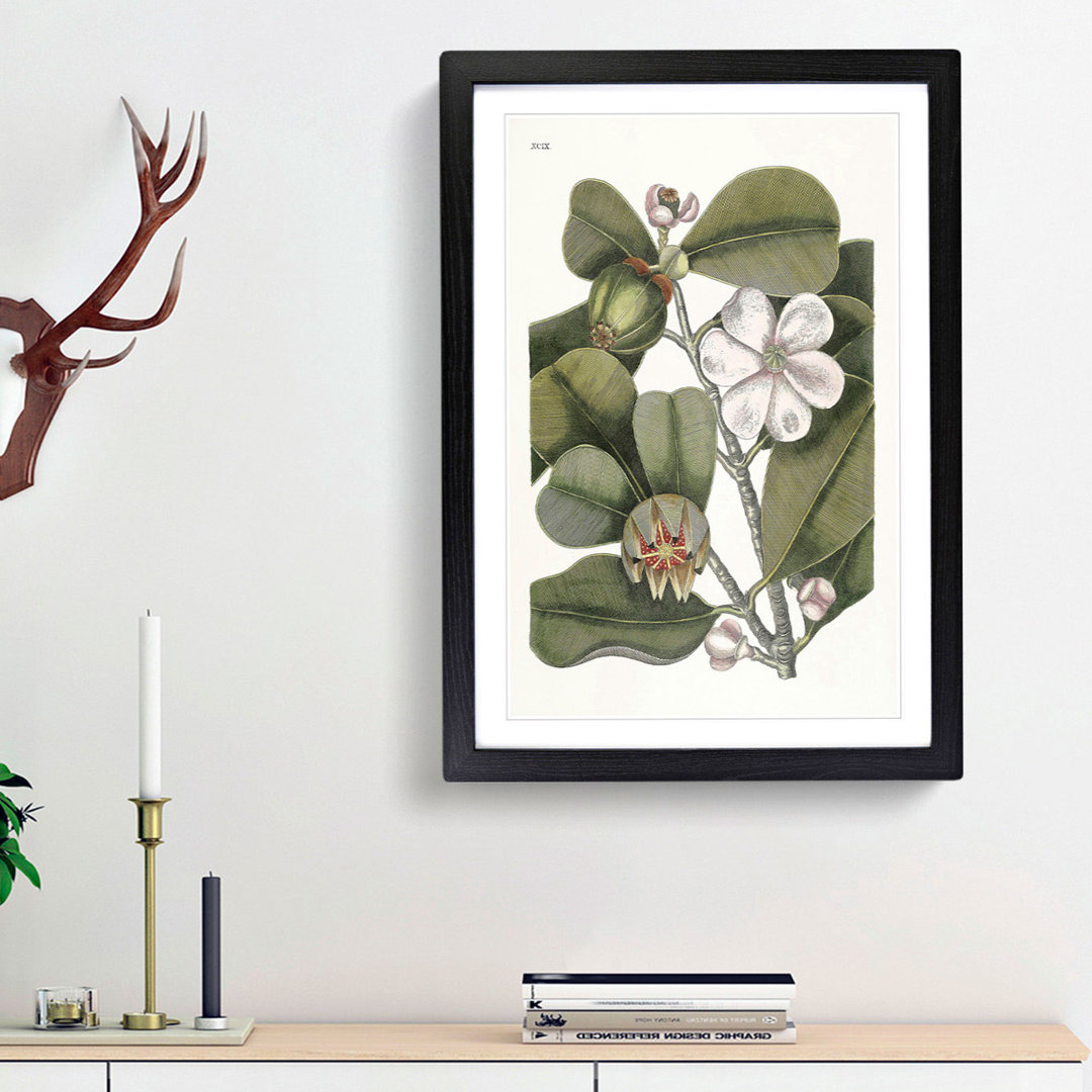 Balsam Tree Flowers by Mark Catesby - Picture Frame Painting Print