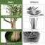 Arbre d'olivier 71,5 po