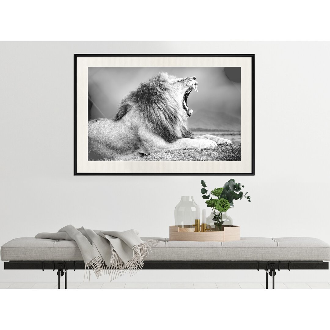 Gerahmtes Poster Yawning Lion