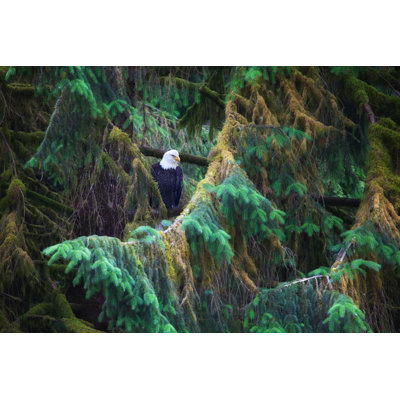" American Bald Eagle In Alaska In Large Pine Tree " by June Jacobsen