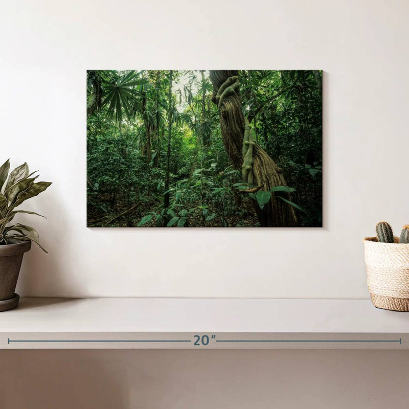 Forêt tropicale Alvord Monteverde, H 8 po x l 12 po