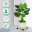 Deran Caddy Plant Stand-198298930