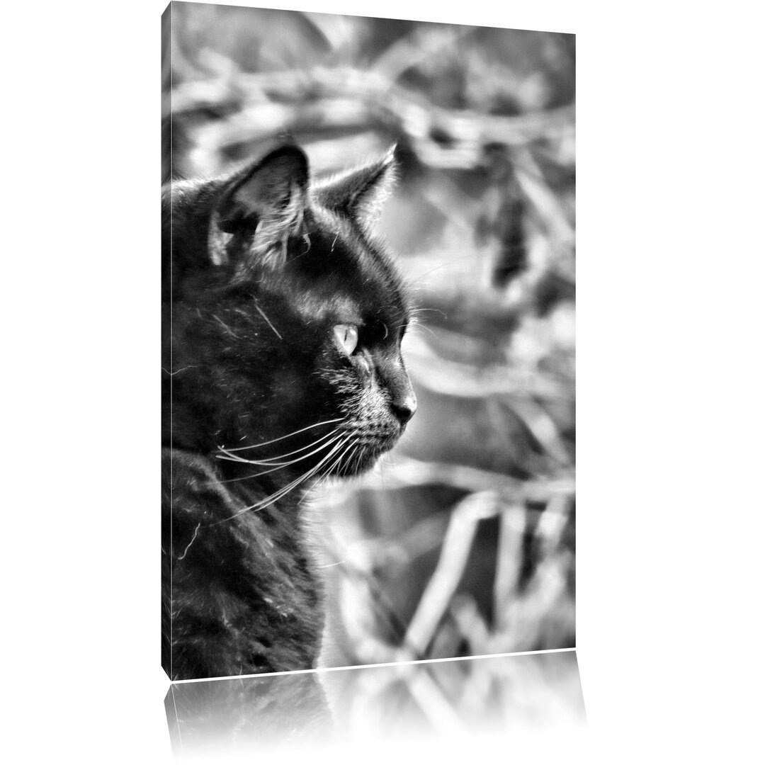 Leinwandbild Schwarze Katze in Monochrom