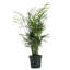 Live Neanthe Bella Palm Plant