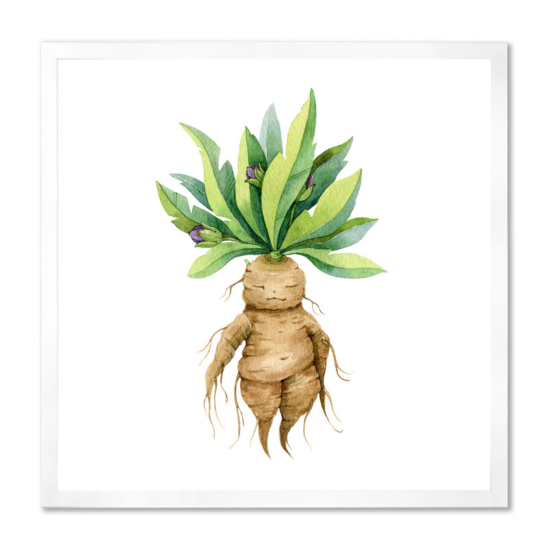 Mandragora plante - reproduction d'art sur toile traditionnelle, H 36 po x l 36 po x P 1 po, Cadre photo blanc