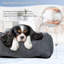 Pet Bed