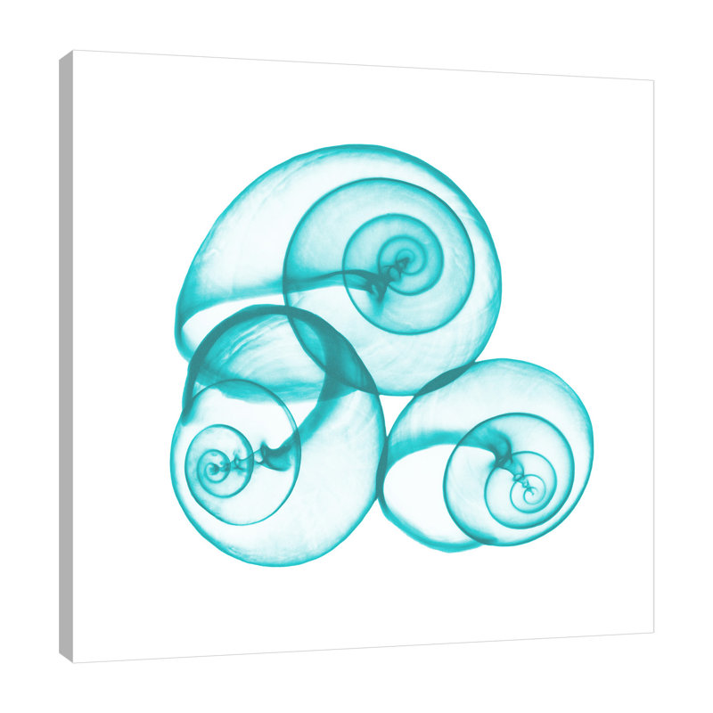 Turquoise Sky Snails - Wrapped Canvas Print, 91 cm H x 91cm W x 4cm 