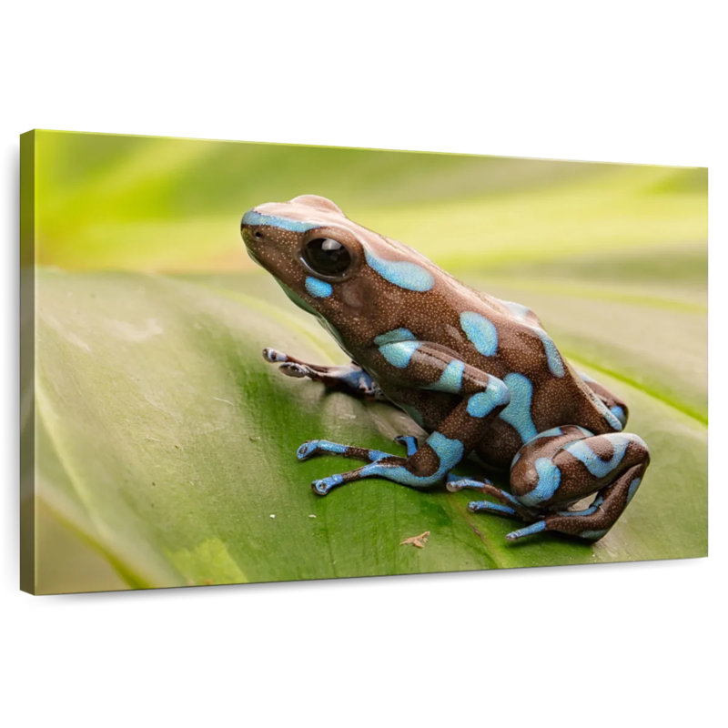 Brampt Exotic Dart Frog, 20" H x 30" W