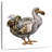 Brampt Dodo-109203126