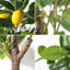 Faux citronnier d'intérieur avec des fruits réalistes pour la décoration intérieure-816321514