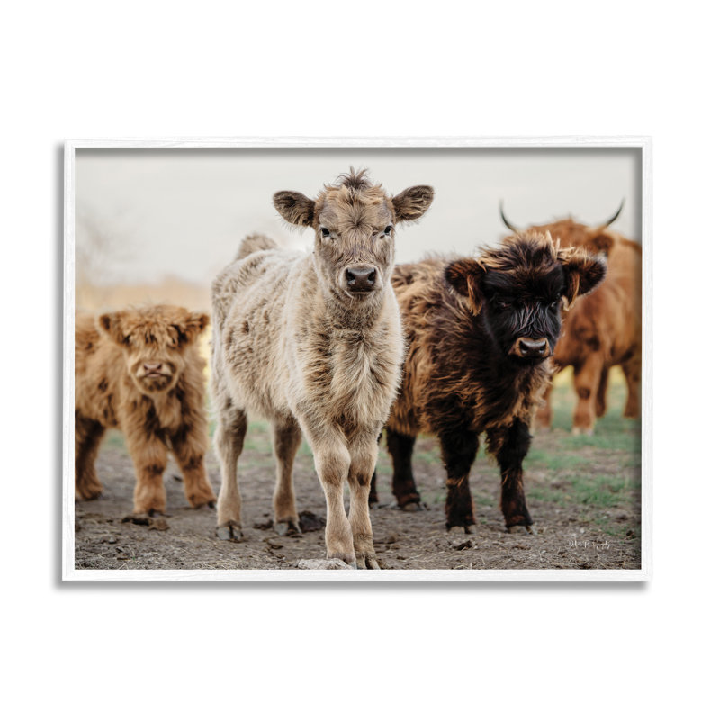«Baby Calves On Farm» par Dakota Diener, H 11 po x l 14 po x P 1,5 po, Giclée encadrée noir minuit