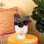 Calathea ''Dottie'' in Ceramic Planter
