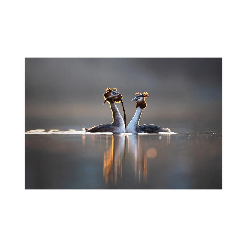 Courtships II by Mateusz Piesiak - Wrapped Canvas Print, 20.32cm H x 30.48cm W x 1.905cm D