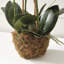 Conservatory Orchid Drop in Plant-767776364