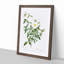 Cherokee Rose in White by Pierre-Joseph Redoute - Picture Frame Painting Print-55536199-55536202