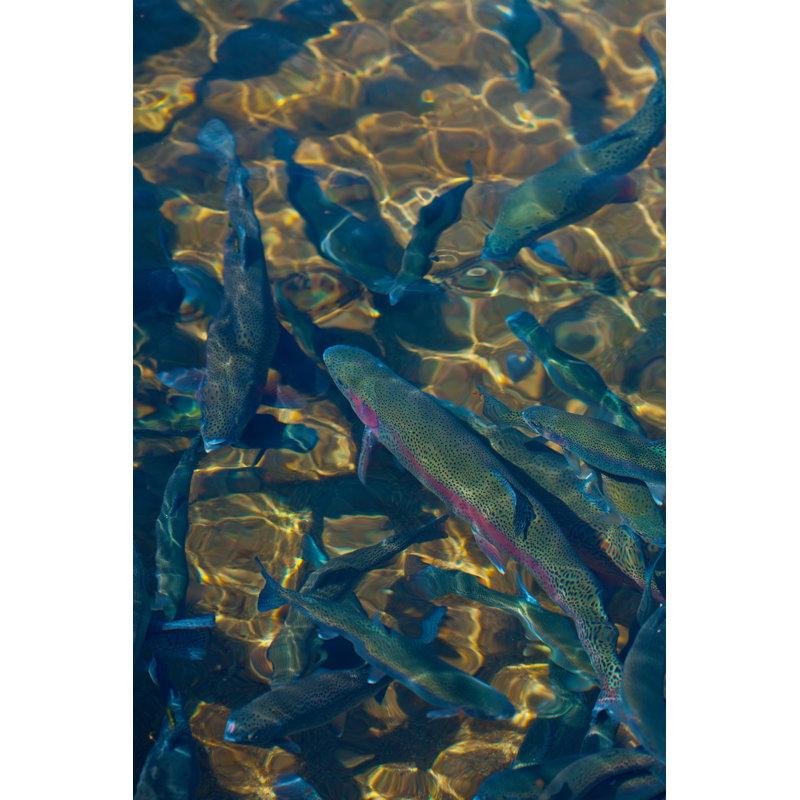 Trout - Wrapped Canvas Print, 76cm H x 51cm W x 3.8cm